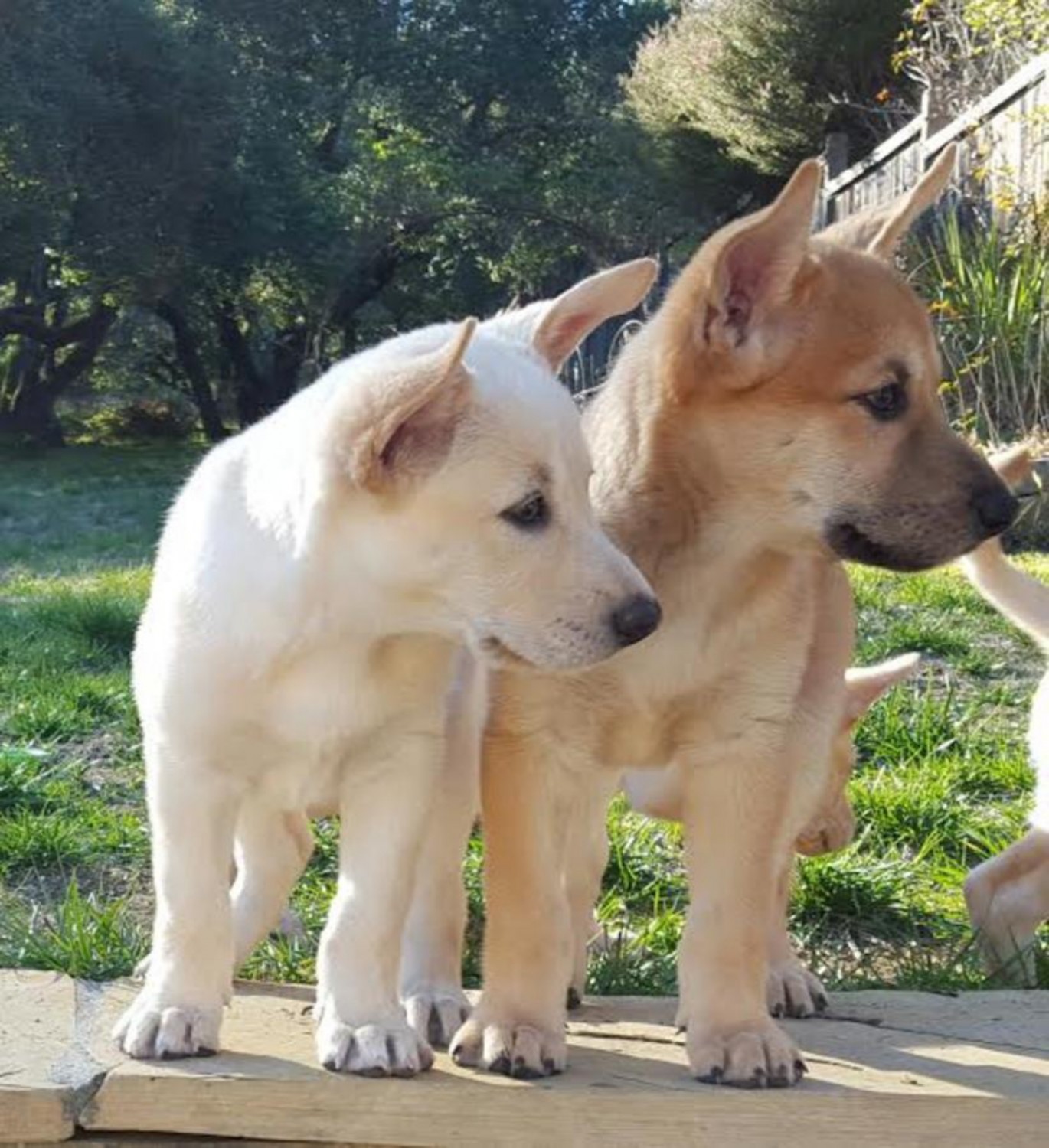 Carolina Dog Vs Canaan Dog Breed Comparison Mydogbreeds