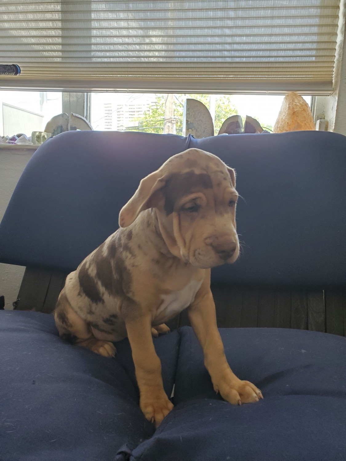 Catahoula Bulldog Puppies For Sale In Florida