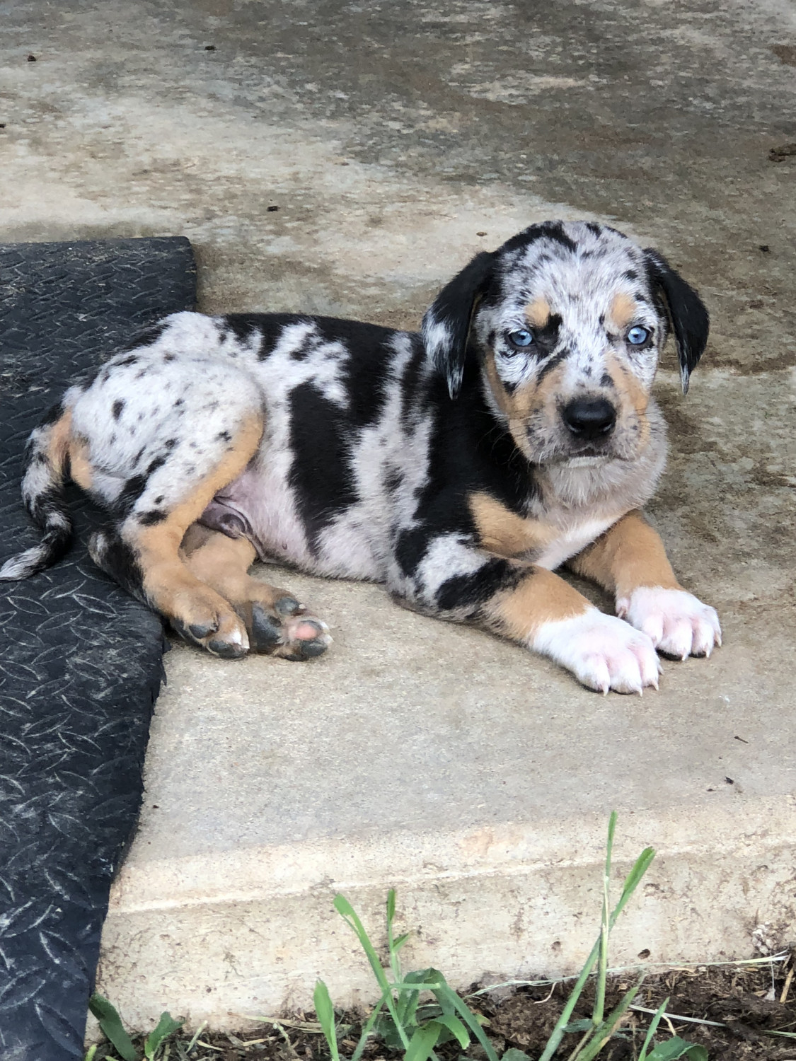 Catahoula Cur Puppies For Sale | Liberty, MS #280111