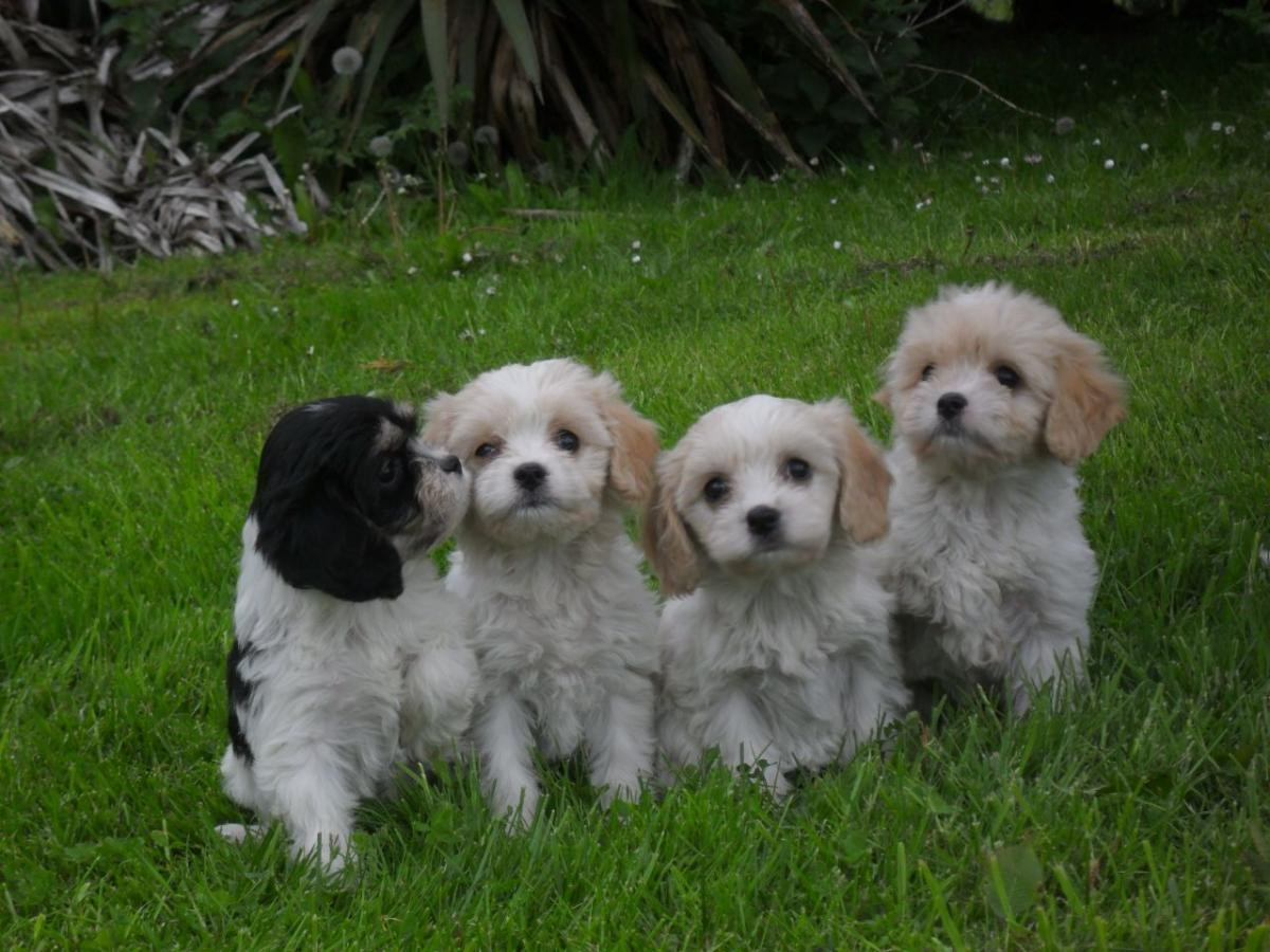 Cavachon Puppies For Sale Jacksonville, FL 154346