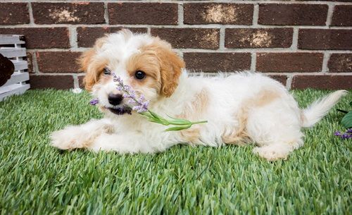 45 Top Pictures Cavachon Puppies For Sale In Sc : Cavachon, Puppies, Dogs, For Sale, In Charleston, South ...