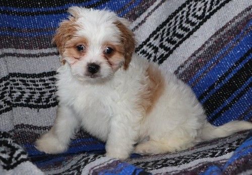 Cavachon Puppies For Sale Panama City, FL 270590