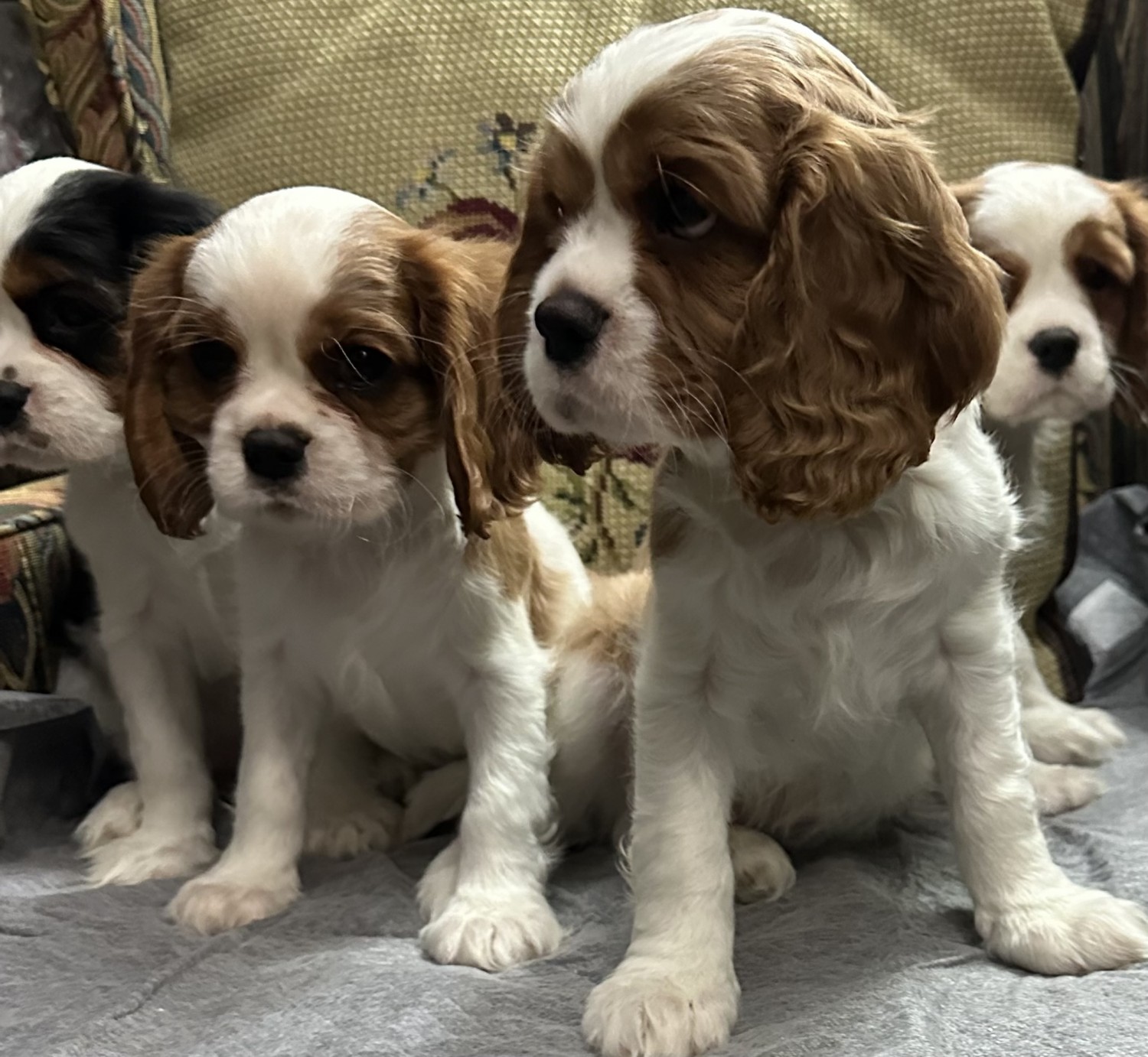 Cavalier King Charles Spaniel Puppies For Sale Tualatin, OR 572753