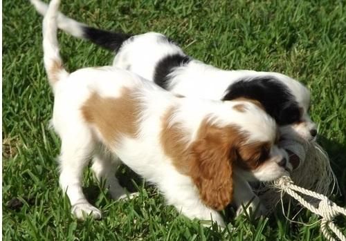 Cavalier King Charles Spaniel Puppies For Sale Nashville