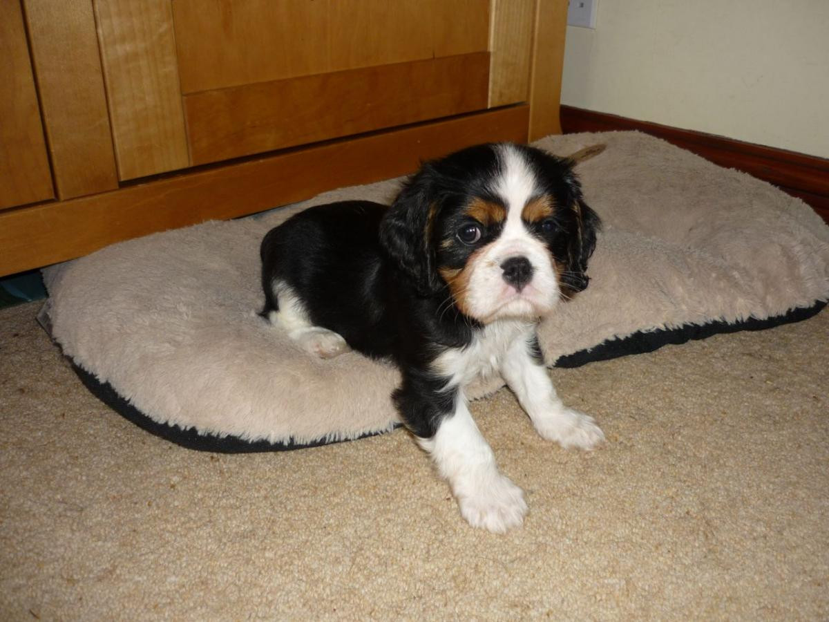 Cavalier King Charles Spaniel Puppies For Sale | Odessa ...
