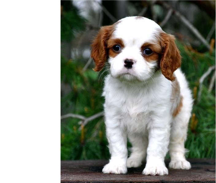 Cavalier King Charles Spaniel Puppies For Sale Lubbock