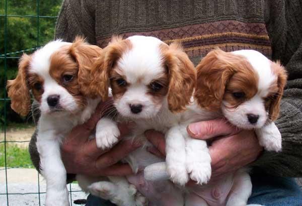 Cavalier King Charles Spaniel Puppies For Sale