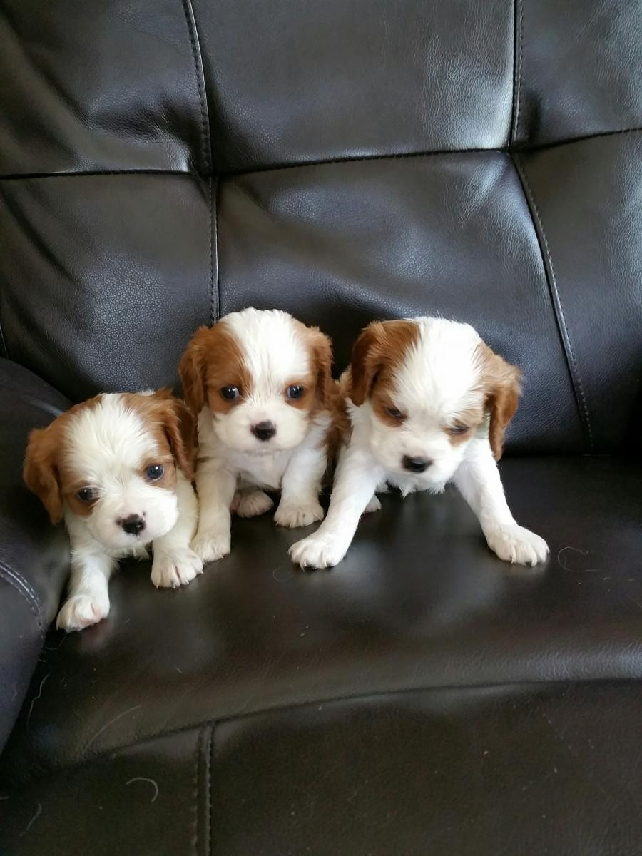 Cavalier King Charles Spaniel Puppies For Sale Watertown