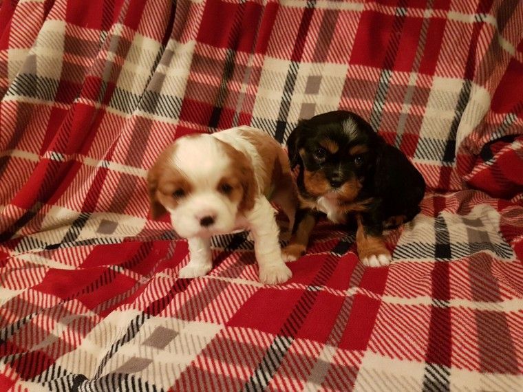 Cavalier King Charles Spaniel Puppies For Sale Raleigh