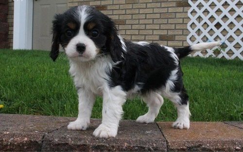 Cavalier King Charles Spaniel Puppies For Sale New York