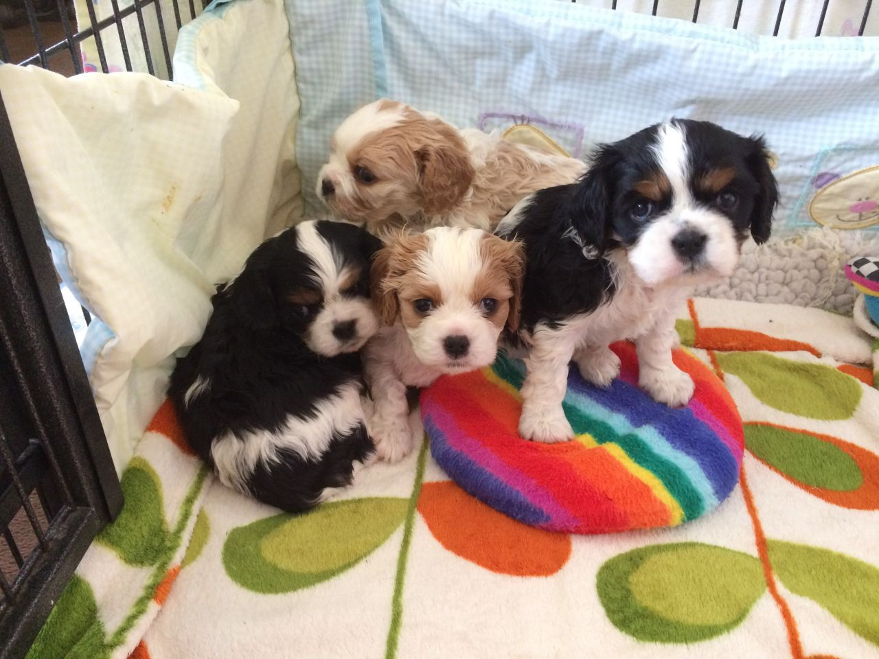 Cavalier King Charles Spaniel Puppies For Sale Pottsboro