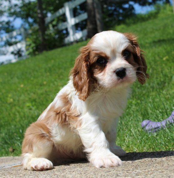 Cavalier King Charles Spaniel Puppies For Sale Basking