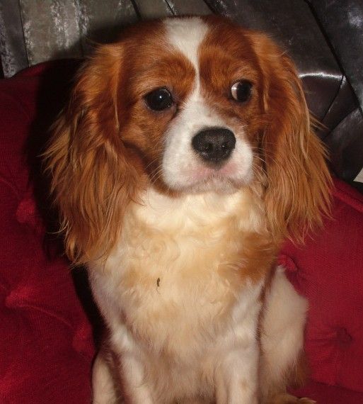 Cavalier King Charles Spaniel Puppies For Sale Los