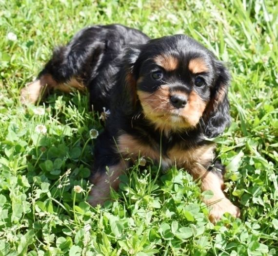 Cavalier King Charles Spaniel Puppies For Sale | Georgetown, KY #206968