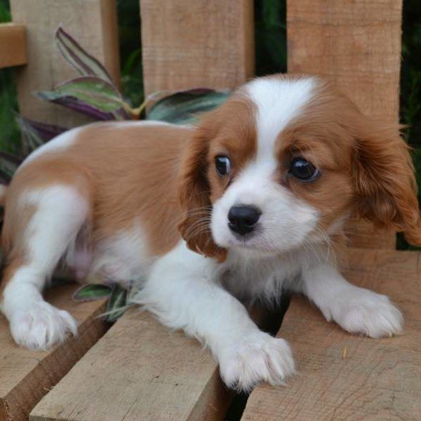 Cavalier King Charles Spaniel Puppies For Sale Canton