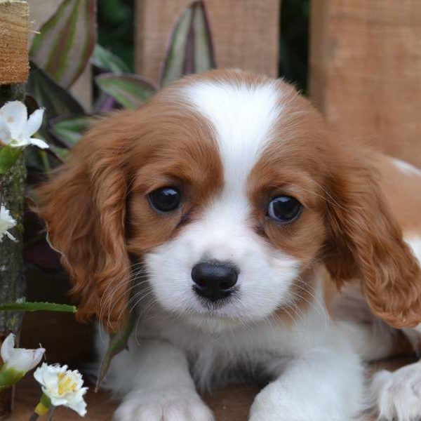 Cavalier King Charles Spaniel Puppies For Sale Canton