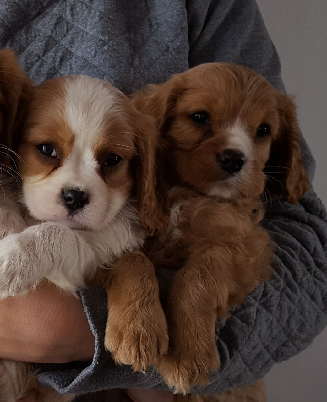 Cavalier King Charles Spaniel Puppies For Sale Delaware