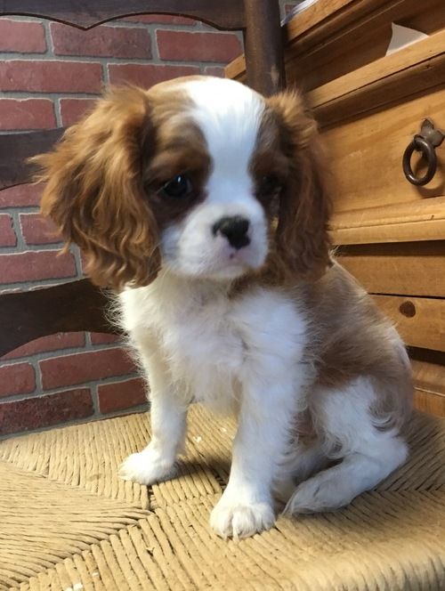 Cavalier King Charles Spaniel Puppies For Sale Rowland