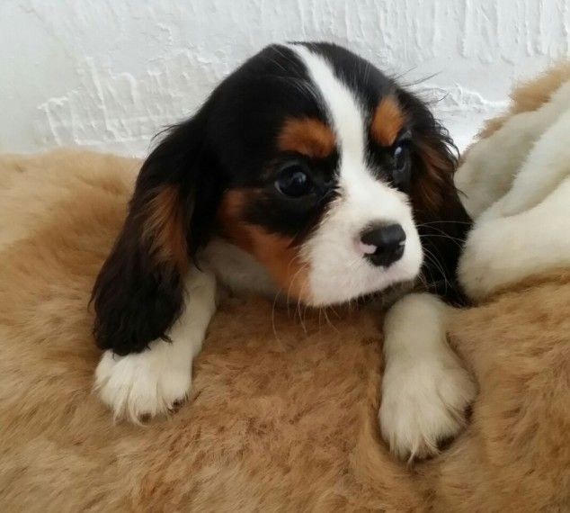 Cavalier King Charles Spaniel Puppies For Sale Virginia