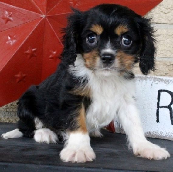 Cavalier King Charles Spaniel Puppies For Sale Green Bay