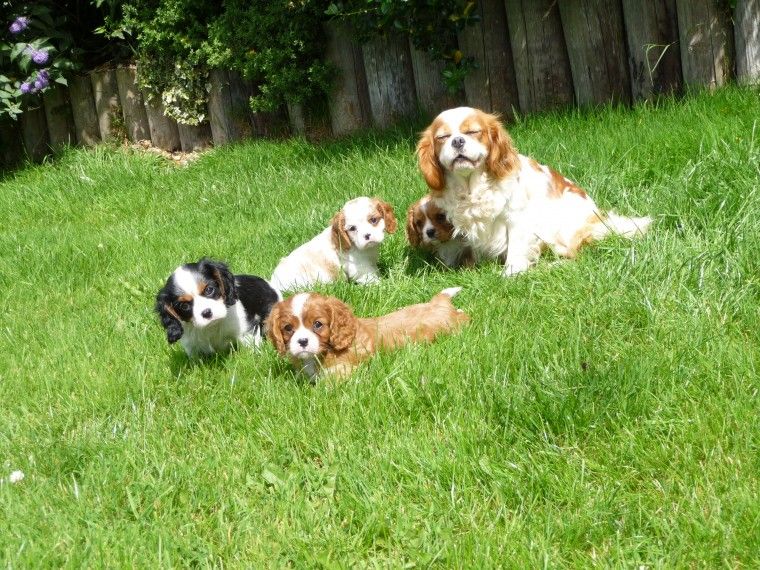 Cavalier King Charles Spaniel Puppies For Sale Belton