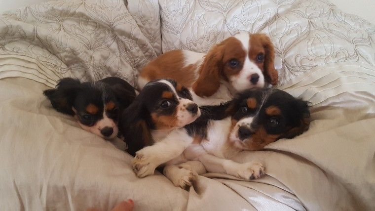 Cavalier King Charles Spaniel Puppies For Sale Maryland
