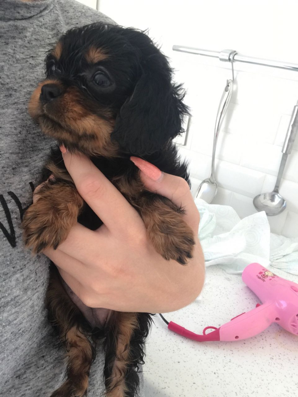 Cavalier King Charles Spaniel Puppies For Sale Maryland
