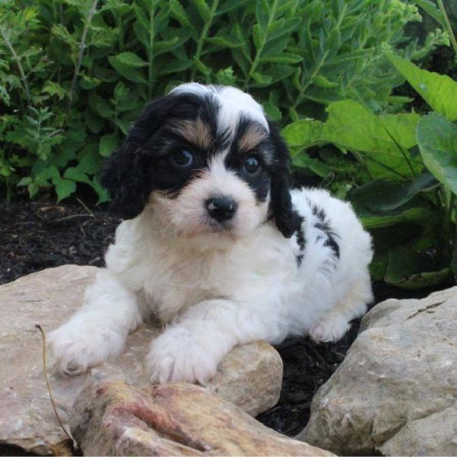 Cavalier King Charles Spaniel Puppies For Sale Edison