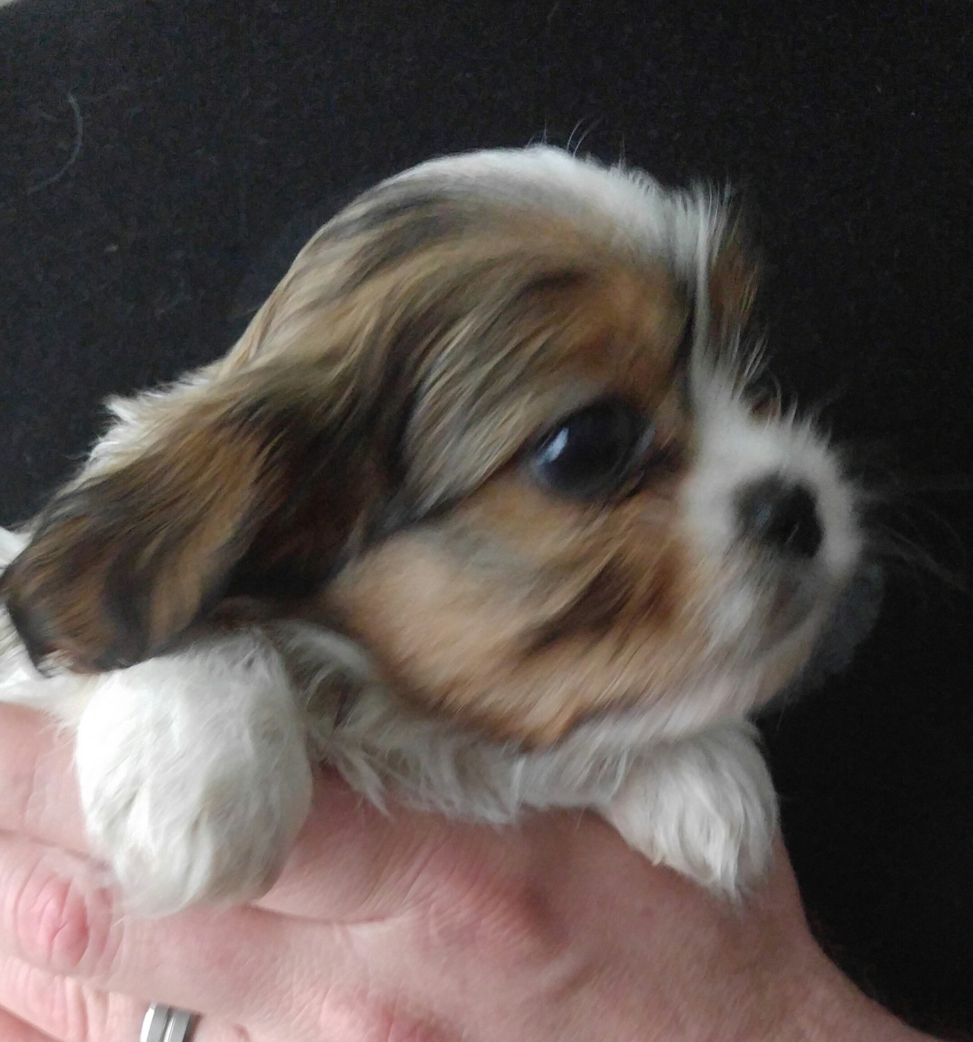 Cavalier King Charles Spaniel Puppies For Sale Fyffe, AL