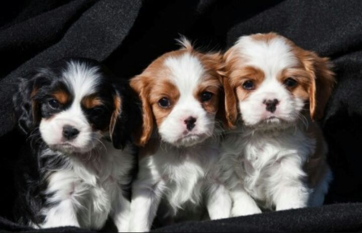 Cavalier King Charles Spaniel Puppies For Sale Southwest