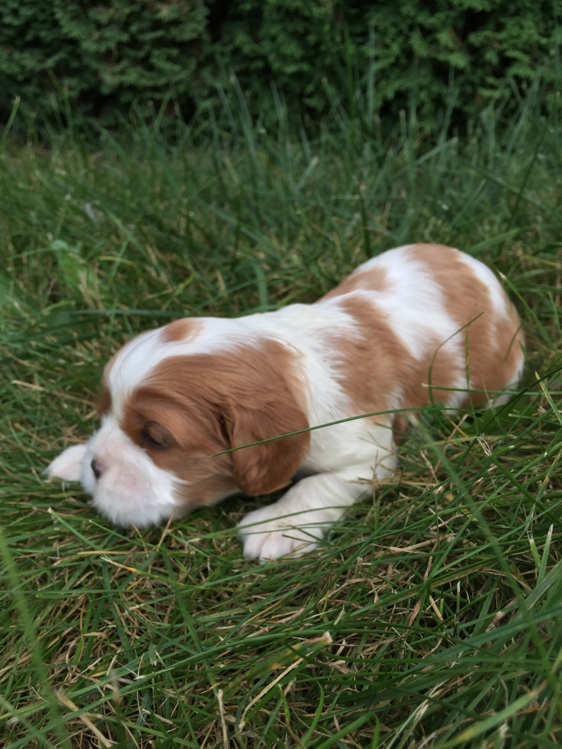 Cavalier King Charles Spaniel Puppies For Sale Ann Arbor