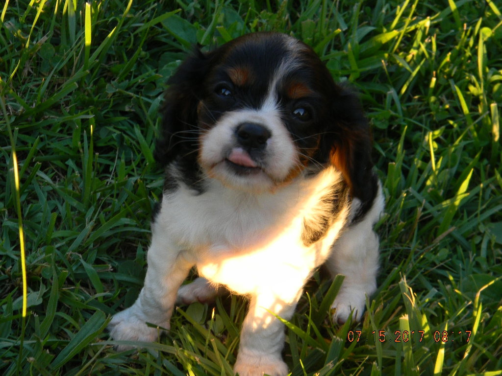 Cavalier King Charles Spaniel Puppies For Sale Sussex