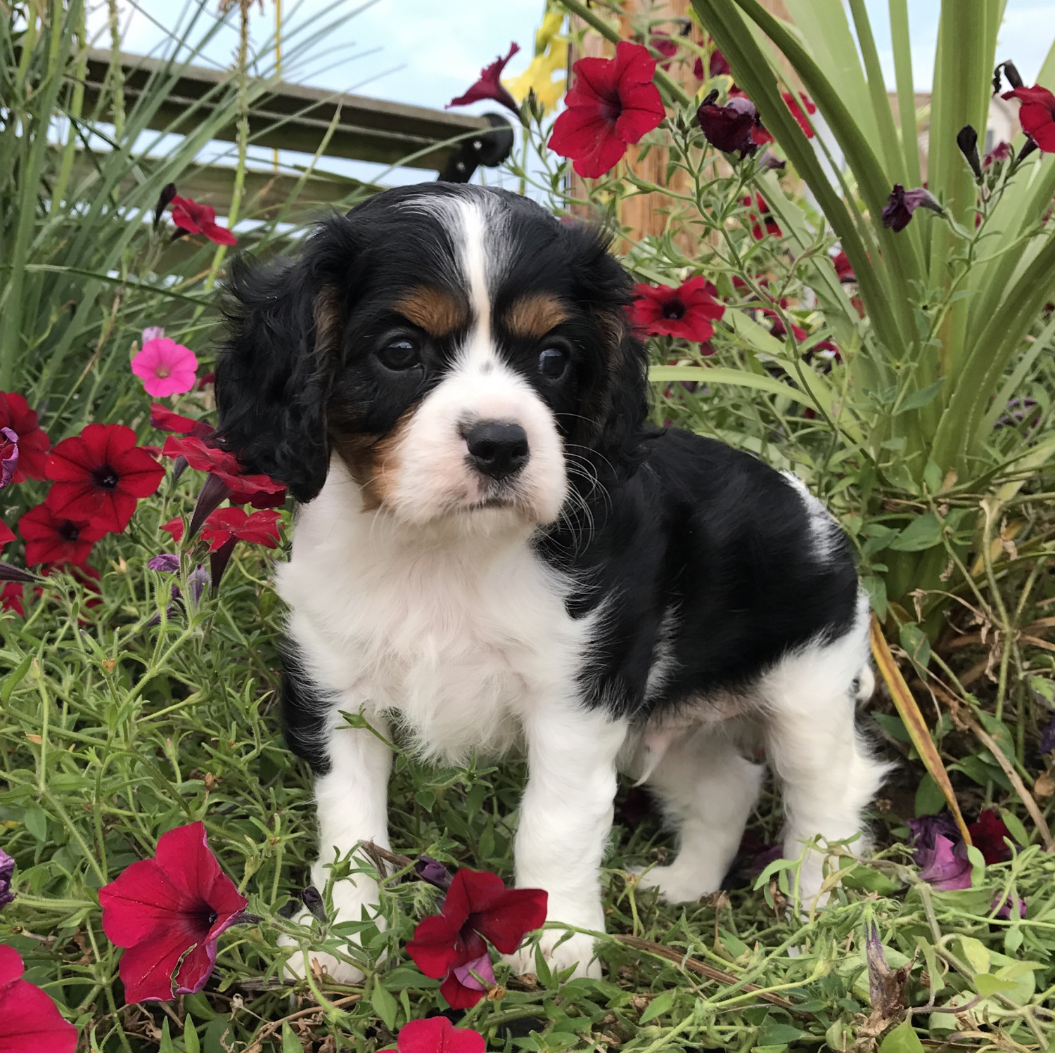 cavalier king charles spaniel puppy for sale