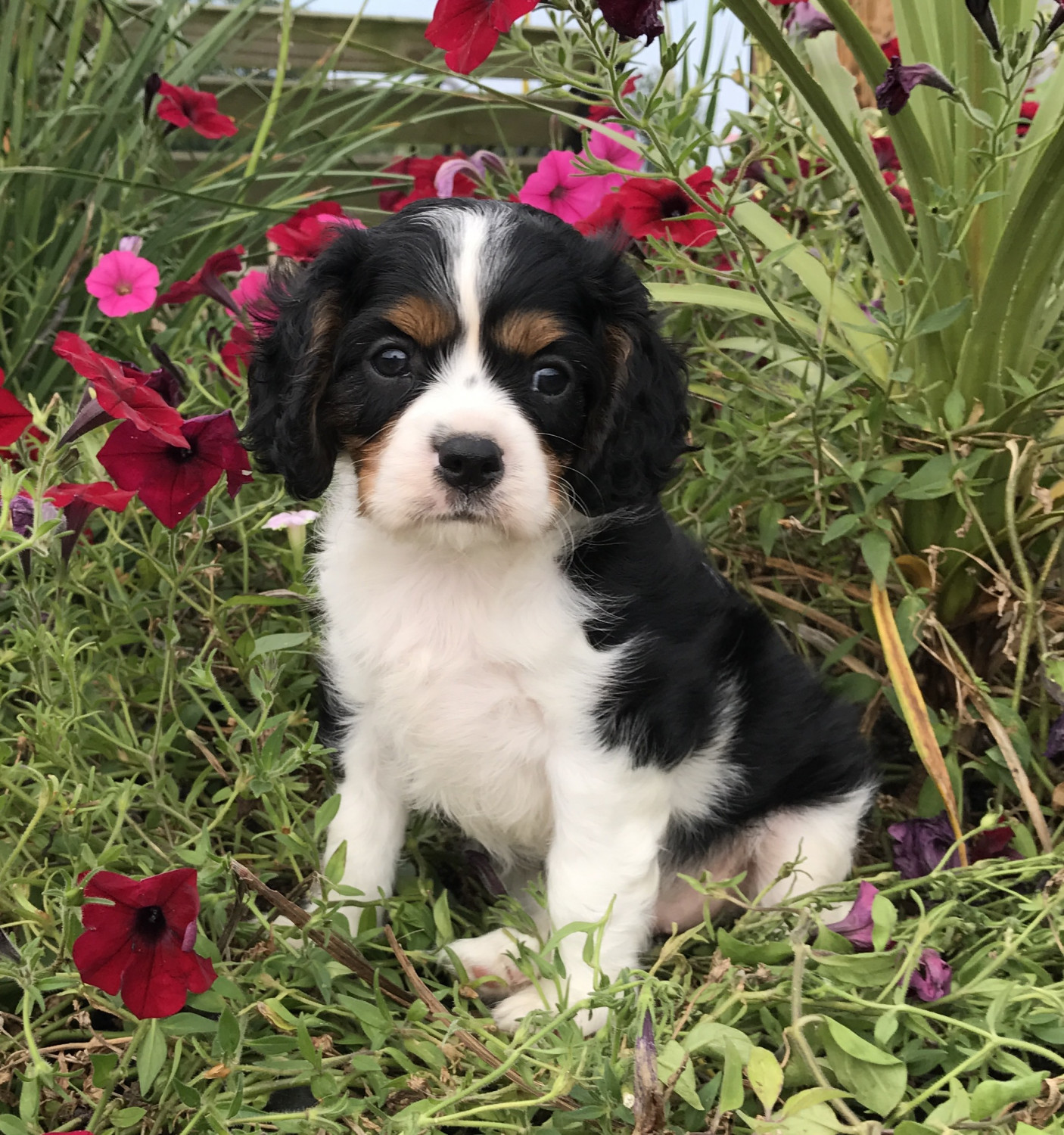Cavalier King Charles Spaniel Puppies For Sale Milton
