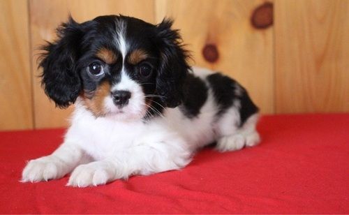 Cavalier King Charles Spaniel Puppies For Sale Grand