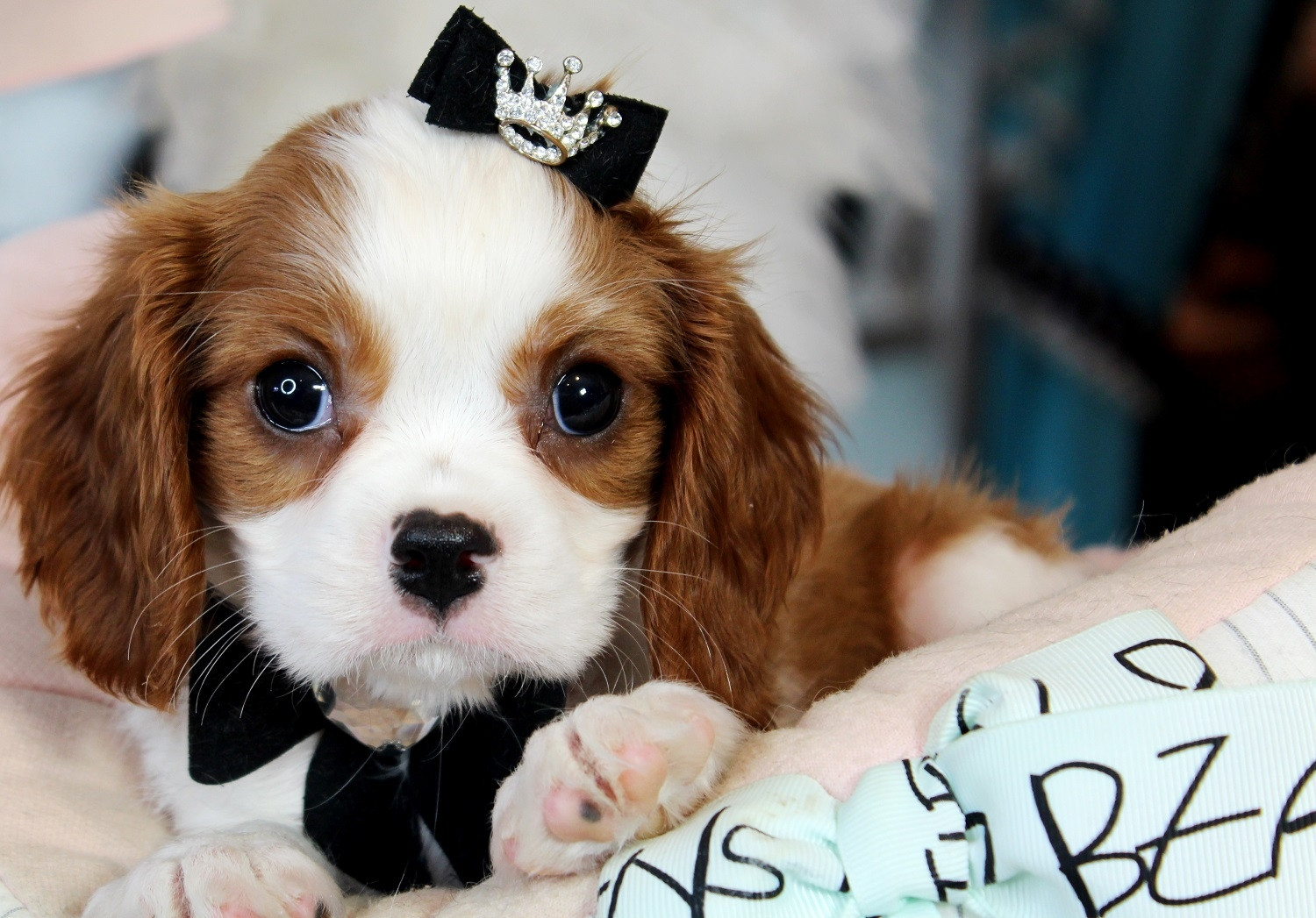 cavalier king charles spaniel puppy for sale