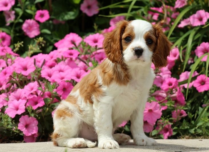 Cavalier King Charles Spaniel Puppies For Sale Central