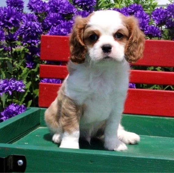 Cavalier King Charles Spaniel Puppies For Sale Pawtucket