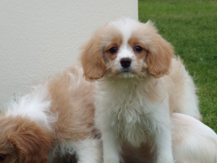 Cavalier King Charles Spaniel Puppies For Sale Downtown