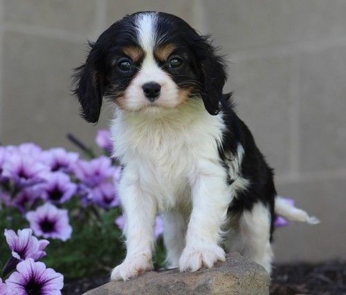 Cavalier King Charles Spaniel Puppies For Sale Mesa, AZ