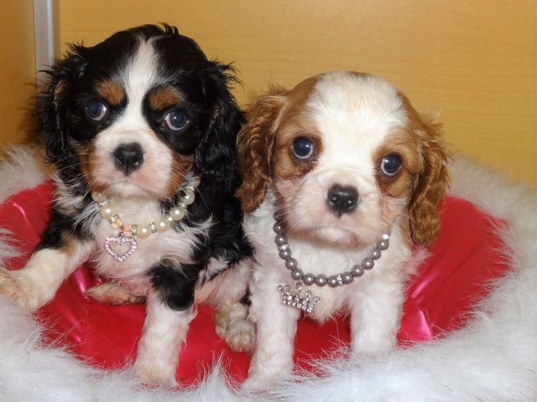 Cavalier King Charles Spaniel Puppies For Sale San