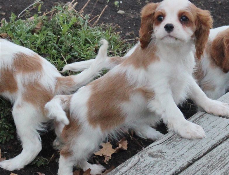 Cavalier King Charles Spaniel Puppies For Sale Yazoo