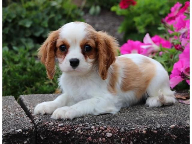 Cavalier King Charles Spaniel Puppies For Sale | Houston ...