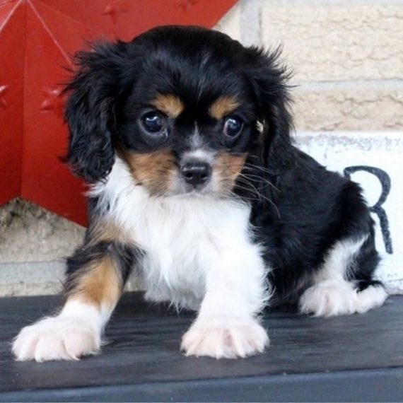Cavalier King Charles Spaniel Puppies For Sale Idaho