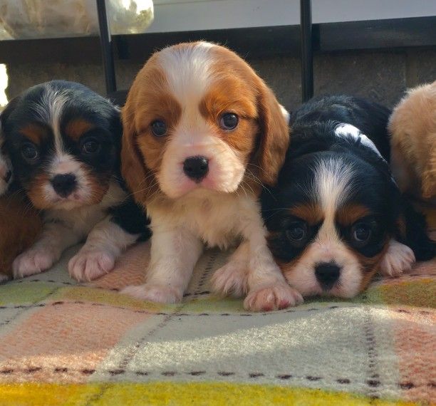 Cavalier King Charles Spaniel Puppies For Sale San Jose