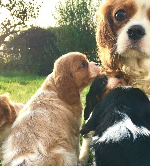 Cavalier King Charles Spaniel Puppies For Sale San Jose
