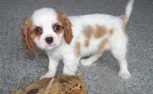Cavalier King Charles Spaniel Puppies For Sale Austin