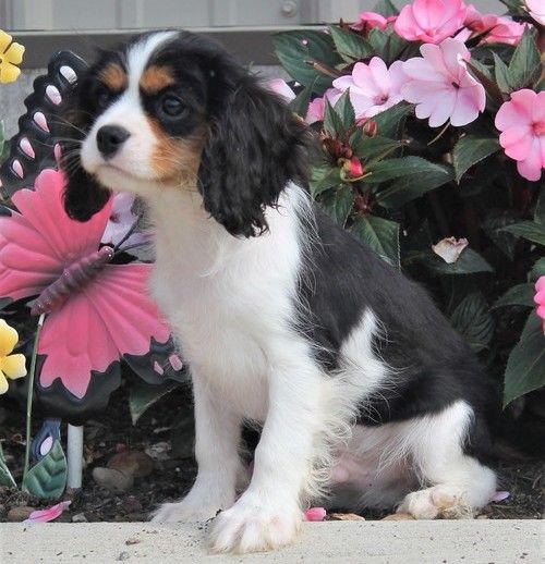 Cavalier King Charles Spaniel Puppies For Sale Aztec, NM