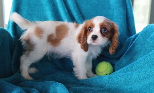 Cavalier King Charles Spaniel Puppies For Sale Chicago