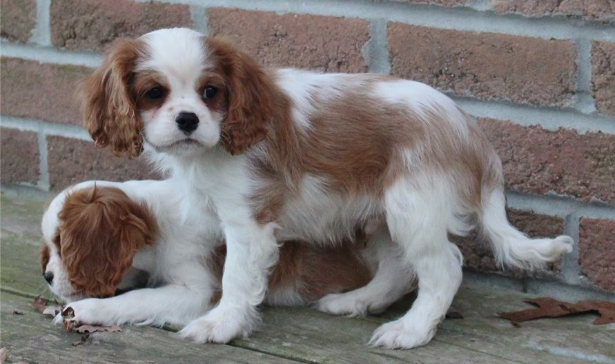 Cavalier King Charles Spaniel Puppies For Sale Picacho